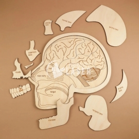 Anatomy Head Laser Cut File